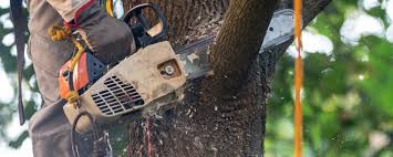 Best Commercial Tree Services  in Center Line, MI