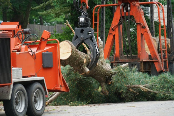 Best Leaf Removal  in Center Line, MI